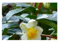 Camellia Sinensis