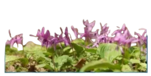 Corydalis (Yanhusuo Plant)