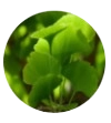 Ginkgo Biloba Extract