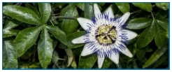 Passionflower