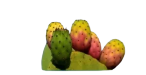 Prickly Pear