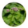 Valerian Extract