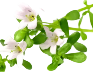 Bacopa Monnieri 