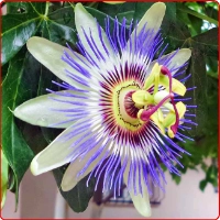 Passion Flower 