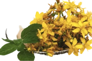 St. John’s Wort 